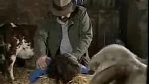 Зрелыми овладела страсть в сарае