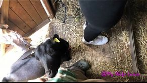 Milf non resiste alla voglia di succhiare un bel cazzone per berne tutto il succo